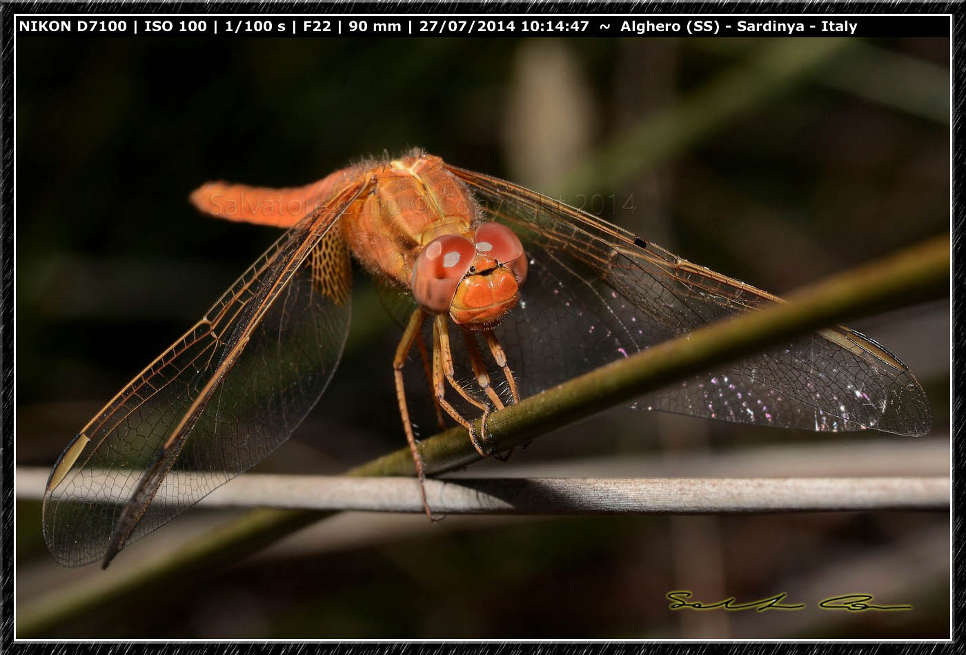 Sympetrum? se si quale??